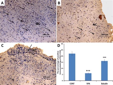 A Photomicrograph Of The Immunohistochemical Stained Cerebellar