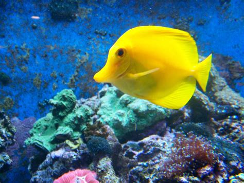 Yellow Fish A Dori Fish Wohnai Flickr