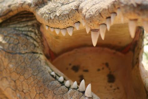 African Crocodileteeth Closeup Africa South Africa African