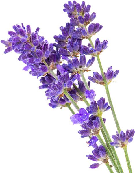 Download Transparent When Using While Soaking Lavender Not Only Aids