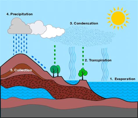 Water Cycle Diagrams For Kids