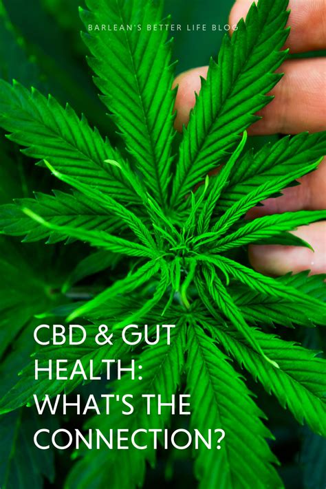 Cbd And Gut Health Whats The Connection Gut Health Leaky Gut