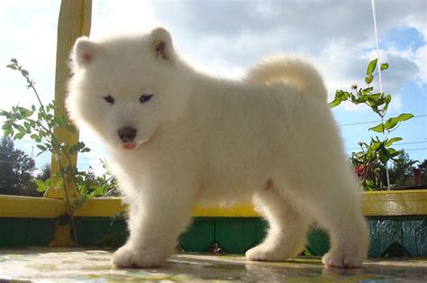 Chiot Mignon Samoyède Regarder Milieux Hd Races De Chiens En Ligne