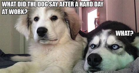 10 Best Bad Puns Dog Memes Ever Funny Memes Perros Animales Y