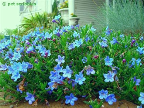 Blue Perennial Flowers Try Lithodora An Update Pet