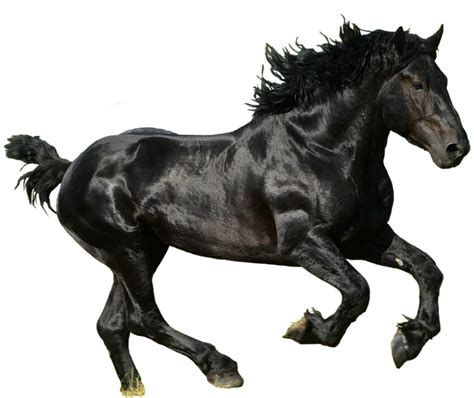 Black Horse Png Pic Png Arts