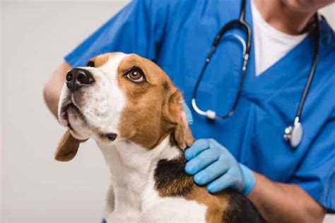 Affordable we are passionate about making high quality veterinary care accessible to everyone in union city and san jose. 3 Best Vet Clinics In Tampines With Excellent Pet Care ...