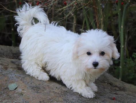 Coton De Tulear Puppies For Sale Adoption From Ontario Frontenac