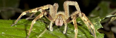 Brazilian Wandering Spider Control How To Get Rid Of Brazilian