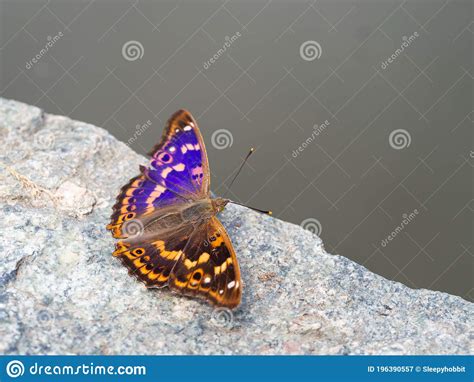 Lesser Purple Emperor Butterfly Apatura Ilia Stock Image Image Of