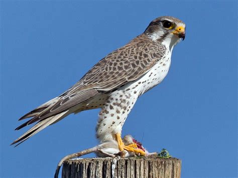 Prairievalk Falco Mexicanus