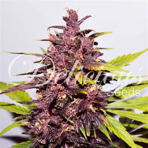 Dark Purple Auto Autoflowering Cannabis Seeds Delicious Seeds