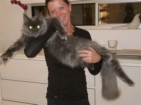 It isn't feasable for me to thoroughly reasearch the reputation and practices of each breeder. Pin on Maine coon cats
