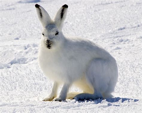 Arctic Hare Wikipedia