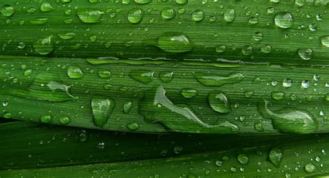 1920x1080 Resolution Water Droplets On Green Leaf Hd Wallpaper