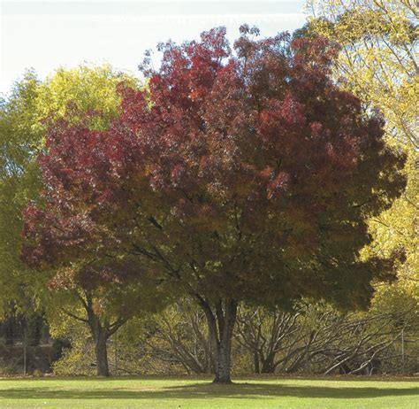 Amidst california's water crisis, it has been difficult to keep up the lush garden landscape of the past, and the usual edible gardens have been phased out. Fraxinus cultivars: Ash trees are extremely hardy and ...