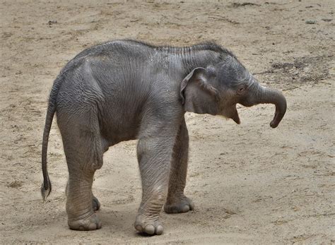 Im zoo in osnabrück ist in der nacht zu montag ein elefantenbaby zur welt gekommen. Elefantenbaby Foto & Bild | natur, zoo, tiere Bilder auf ...