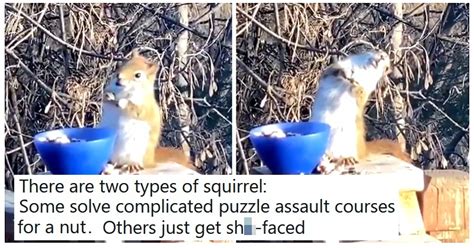 Everyone Needs To See This Squirrel Thats Off Its Tits Drunk On