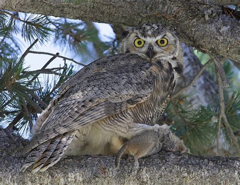 In captivity, the great horned owls are known to eat 14 to 26 grams daily. The Great Horned Owl: A Magnificent Avian Apex Predator ...