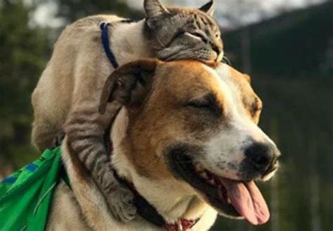 Can Dogs And Cats Be Friends Six Steps To Cat Dog Friendship