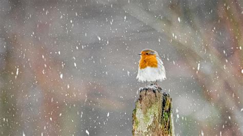 European Robin During A Winter Snowstorm Peak District National Park