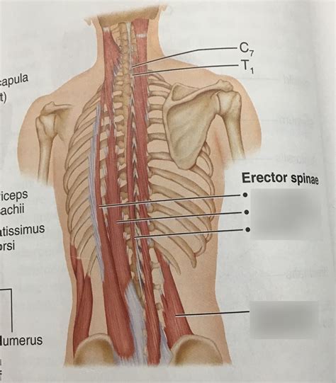 Erector Spinae Muscles Deep Muscles Of The Back Diagram Quizlet