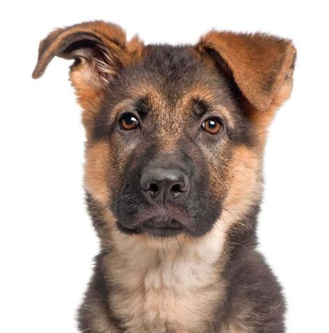 Unique German Shepherd Dog Names For Male Or Female