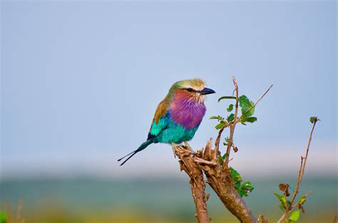 100 Bird Images Download Free Pictures On Unsplash