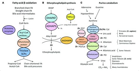 Schematic Representation Of The Pathways Of Fatty Acid β Oxidation