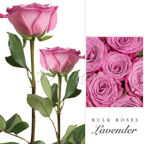Rose Lavender By Variety Ebloomsdirect Eblooms Farm Direct Inc