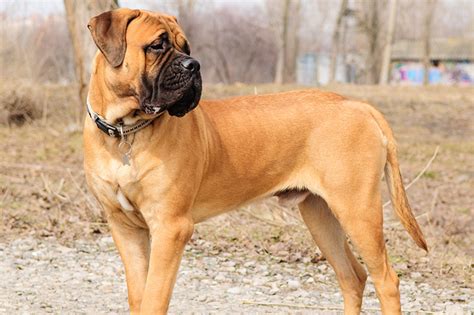 Bullmastiff Dog Breed Information All About Dogs
