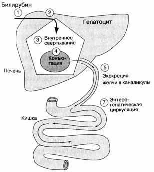 Синдром Жильбера. Причины и симптомы. Диагностика и лечение синдрома Картинка - Синдром Жильбера. Причины и симптомы. Диагностика и лечение синдрома