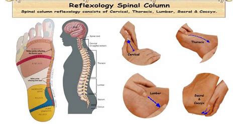 Reflexology Therapy For The Vertebral Column Strengthens The Entire