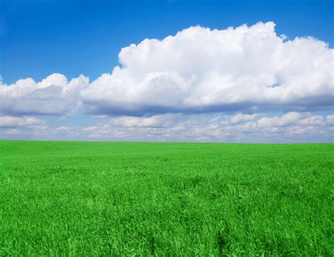Grassy Field Stock Image Image Of Horizon Meadow Landscape 9455931