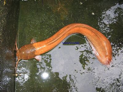 Asalamuallaikum bg bro jumpa lg di cannel dani fishing masih lagi sya berburu ikan sembilang di spot yg kemaren mancing ikan. Cara nak bezakan ikan keli dengan ikan sembilang