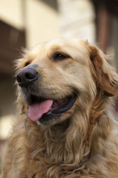 Remember, many things can cause changes in your normal heart rate including your age, activity level, and the time of day. The Normal Heart Rate of a Golden Retriever | Dog Care ...