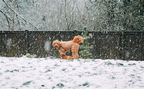 Doodles In The Snow What You Need To Keep Your Dog Warm And Dry