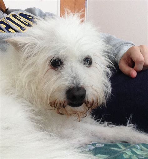 Look at these rescue dogs getting pampered at a fancy hotel. Perfect Pet Rescue (@PerfPetRescue) | Twitter