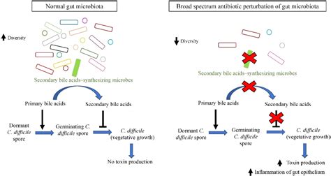 Jan 23, 2019 · diet influences the composition of the human gut microbiome. Frontiers | The Human Gut Microbiome â A Potential