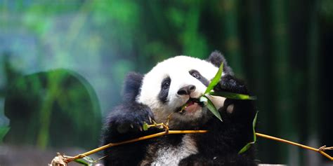Animal Photos Of The Week Baby Panda Has A Midday Snack Huffpost