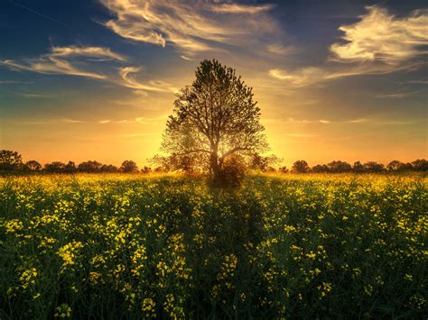 Gold Sunset Sun Rays Light Tree Field With Yellow Flowers 4k Wallpapers