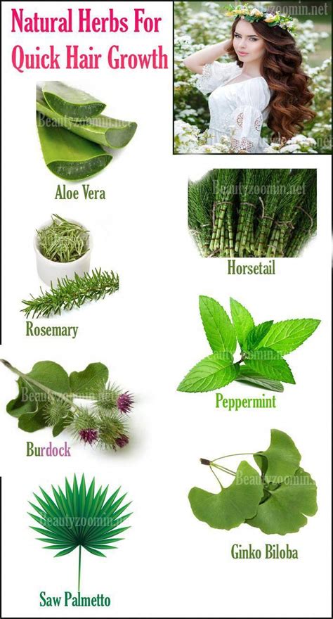 Natural Herbs For Quick Hair Growth The Hair Is A Symbol Of Beauty