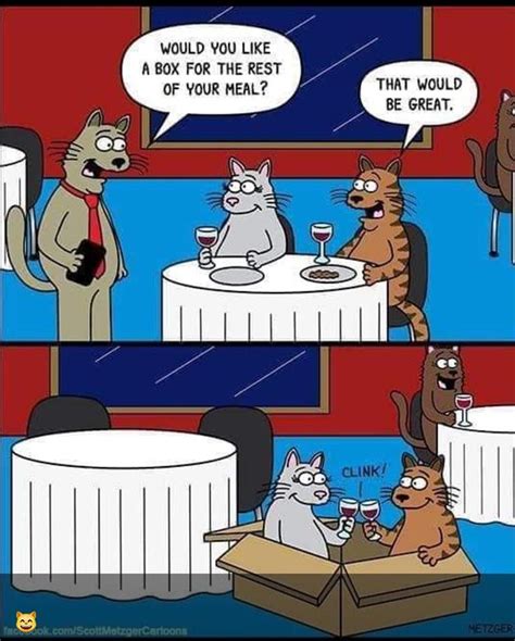 Cat Jokes Funny Cat Memes Funny Animal Memes