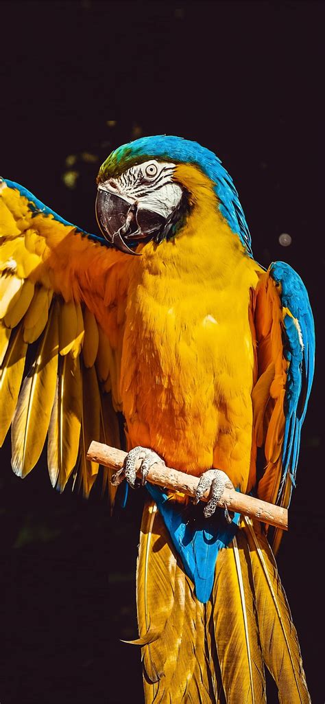 Best Macaw Iphone Hd Wallpapers Ilikewallpaper