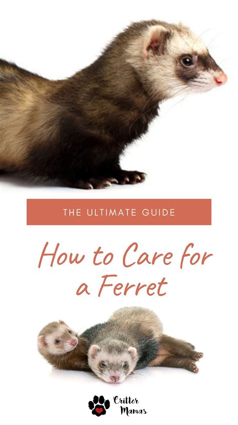 How To Care For A Ferret Ultimate Guide Ferret Funny Ferrets