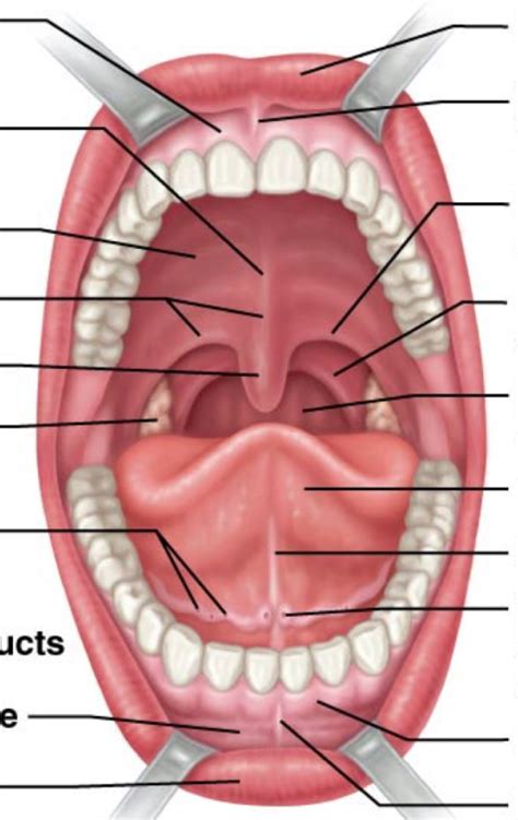 Mouth Oral Cavity Diagram Quizlet