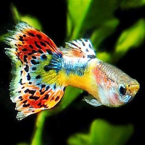 Guppy The Rainbow Fish - YouTube