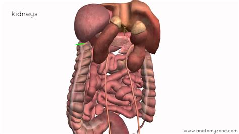 A collection of articles covering abdominal anatomy, including abdominal wall anatomy and abdominal cavity anatomy. Peritoneal Cavity - Part 4 - Intraperitoneal and ...