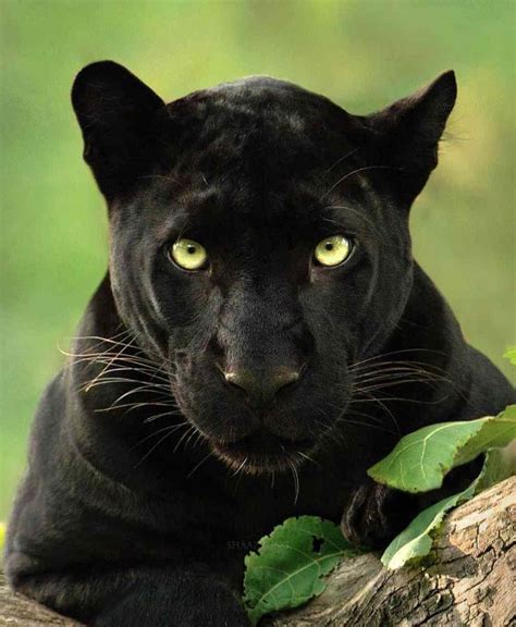 Photog Captures Incredible Images Of Rare Black Panther Roaming In The