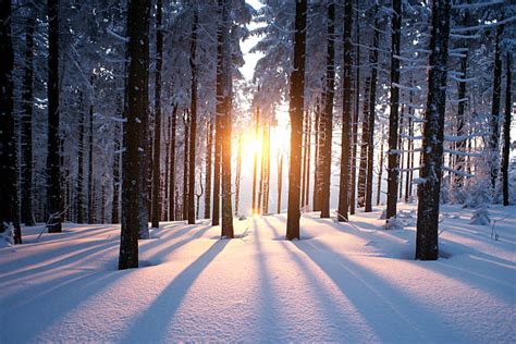 1491000 Winter Forest Stock Photos Pictures And Royalty Free Images